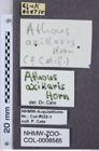 Etiketten zu Athous axillaris (NHMW-ZOO-COL-0008565)